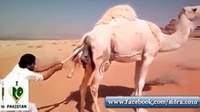تپتے ھوے صحرا میں اونٹنی کا بچہ پیدا کرنے والا رحم دل انسان۔۔۔۔