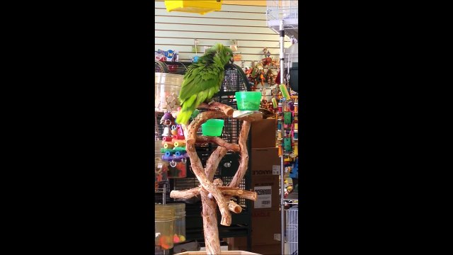 Parrot sings Lego Movie Song Everything is awesome