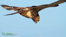 Hovering Kestrel