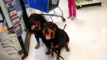 Hank and Brutus meeting Kids at Pet Store