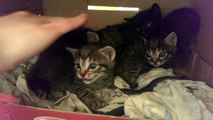 Tiny kittens hissing and spitting