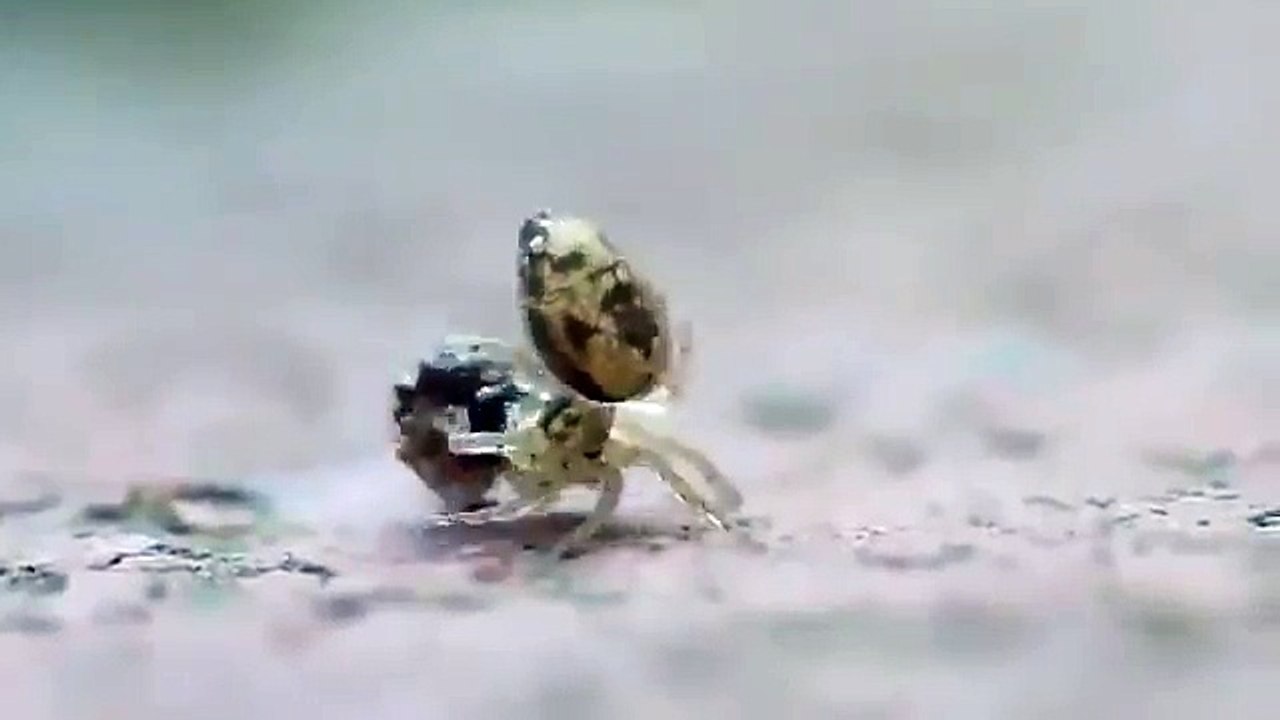 Fourmi vs Araignée