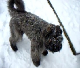 Jura, Our Bouvier Pups' First Snowfall. Feb 09