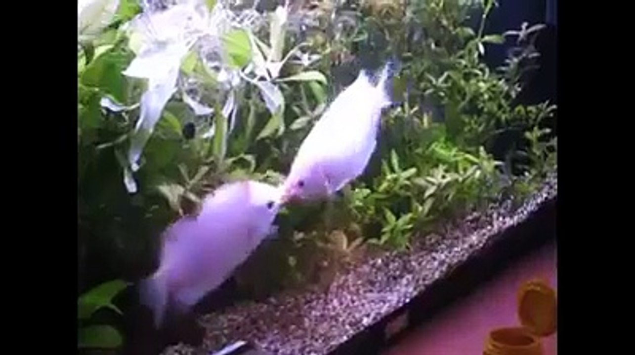 animals kissing