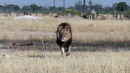 Cecil était le lion préféré des touristes