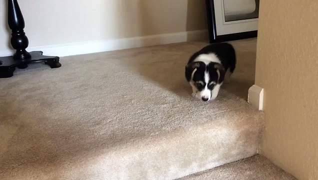 Quand un corgi âgé de 9 semaines tente de descendre les escaliers