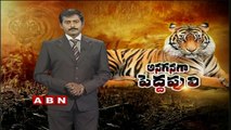 Spotlight - Tiger Day is about more than just saving tigers (29-07-2015)