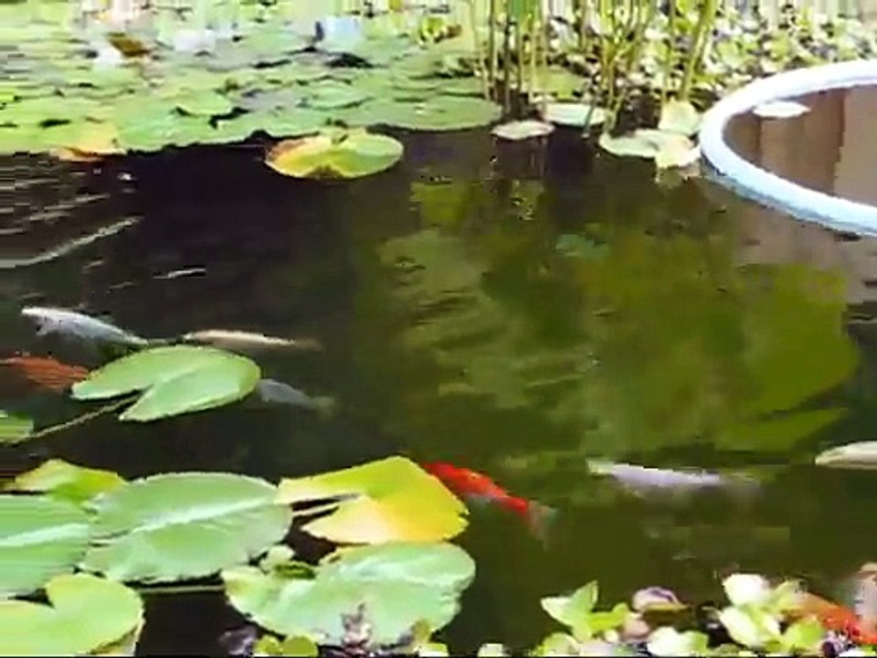 Koi Fish & Pond