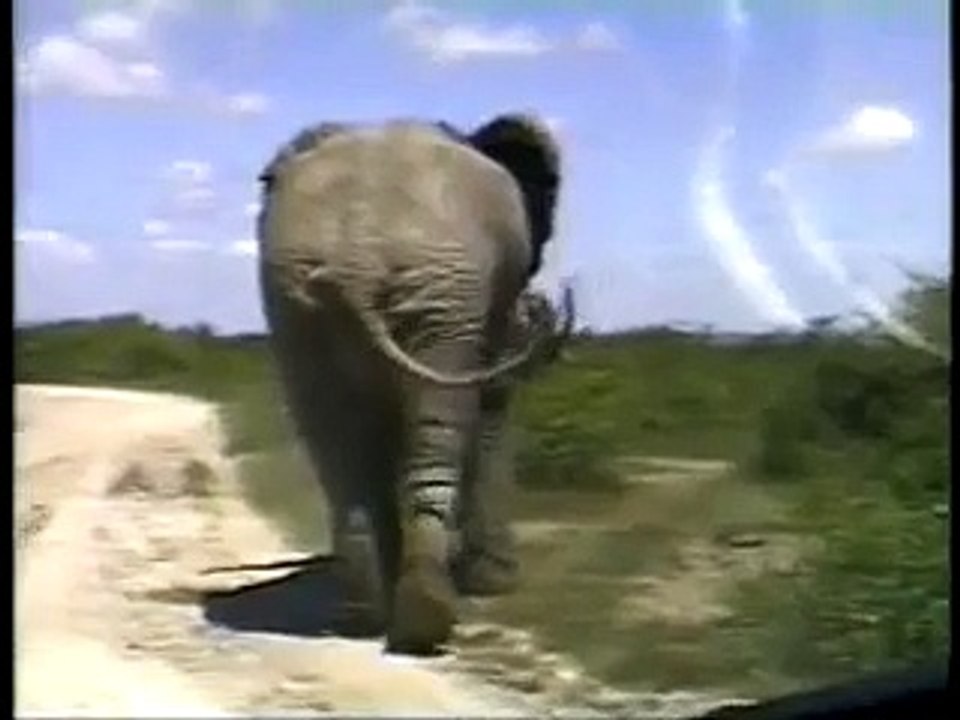 Kenya: Elephant Fight