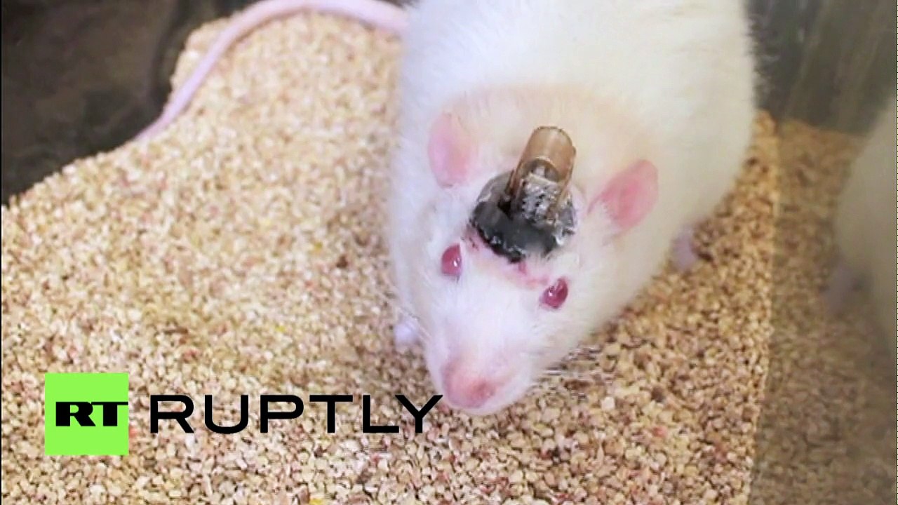 Aux Etats-Unis, des scientifiques contrôlent le cerveau de souris à distance