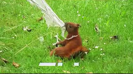 Hörni - ein lustiges Eichhörnchen gibt nicht auf ...