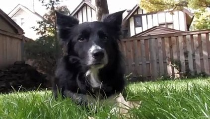 Border collie Lucy most athletic dog in the world!!