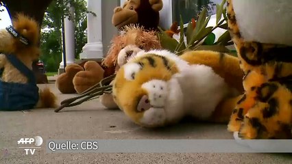 Ärger um US-Jäger nach Löwen-Tod in Simbabwe