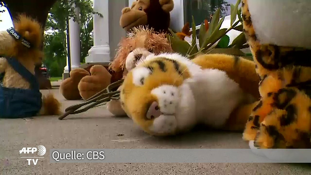 Ärger um US-Jäger nach Löwen-Tod in Simbabwe