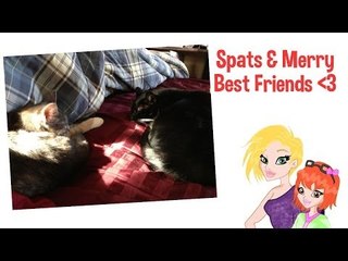 Spats and Merri Best Friends