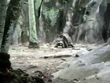 Giant Tortoises Galapagos Seychelles having fun