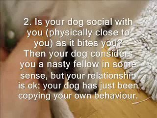 If Your Dog Bites You...