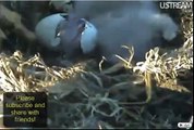 2011 *First Look* at Decorah Eagle Nest Cam 3rd Baby Eagle Hatching
