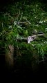 Barred owl hooting