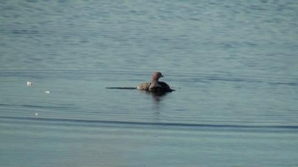 GERARD ET LES CANARDS ARGENTIN