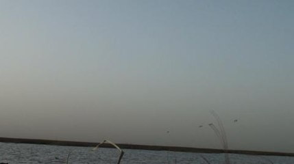 PHILIPPE ET LES CANARDS ARGENTIN