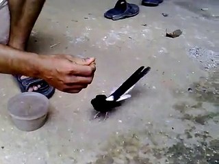 burung murai batu jinak