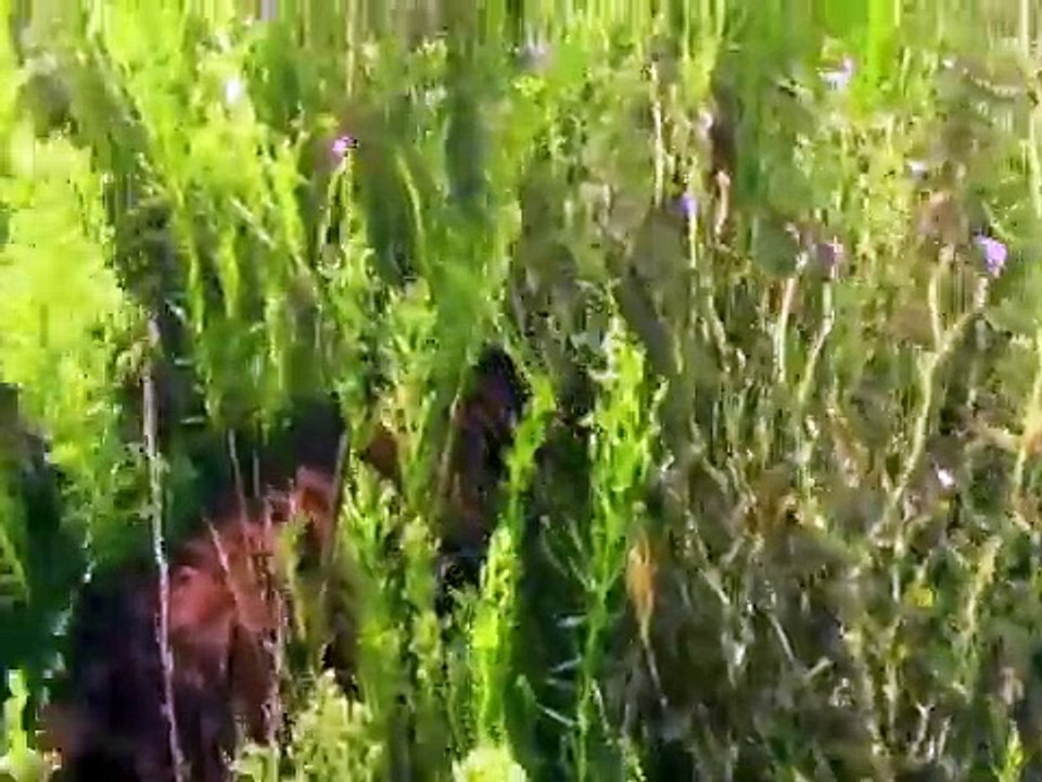 Irish setter on hare