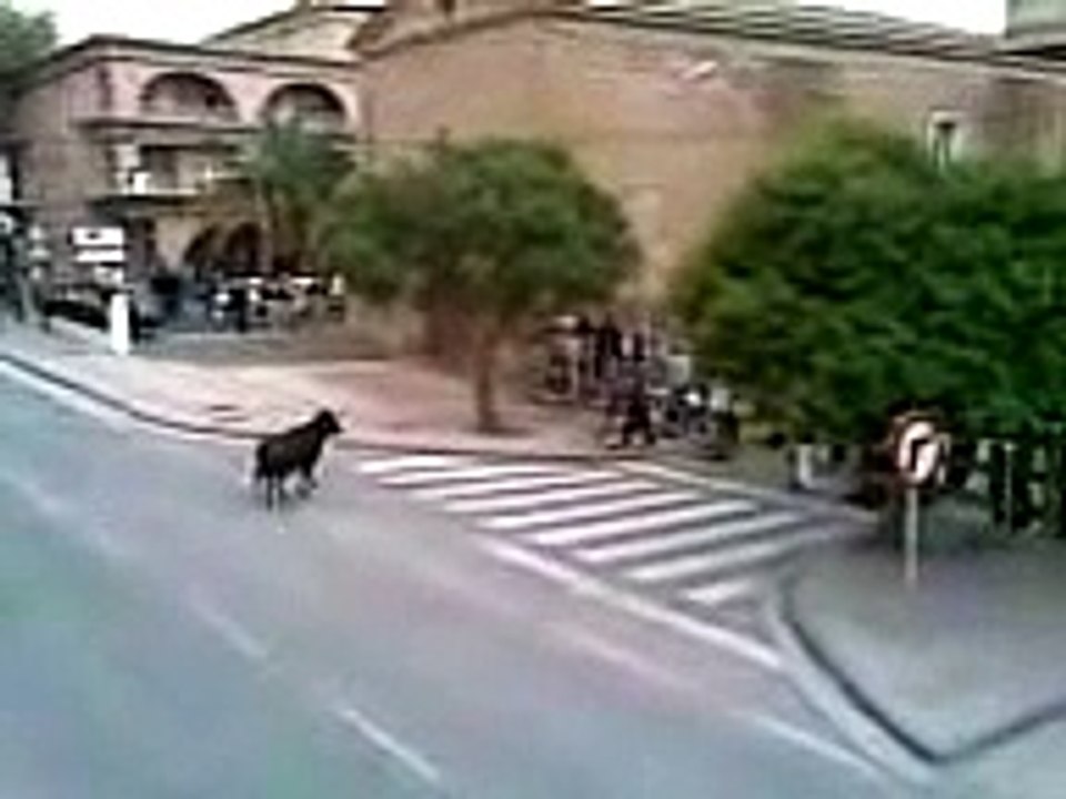 Torada nas ruas de Alfaro!