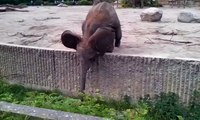 Fail ! Afrikanischer Elefant spielen im Berliner Tierpark / Elephant play in the Berlin Zoo