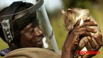 Animales extraños: RATAS GIGANTES REALES, las ratas mas grandes del mundo, recopilacion