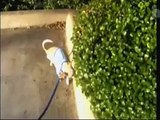 Very funny dog peeing while walking on two legs