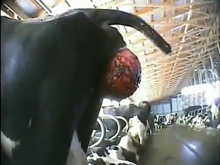 Mercy for Animals - New York's Largest Dairy Farm Investigation