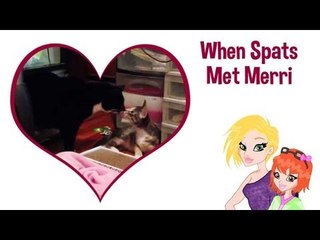 When Spats Met Merri, A Love Story