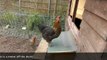 Chicken coop inside