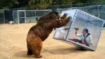 Grizzly bear pushes glass box with screaming woman inside for bizarre Japanese game show