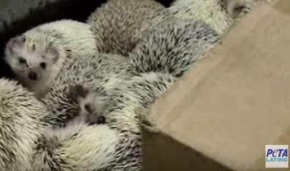 Conoce lo que hay detrás del comercio de mascotas