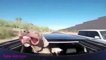 Funny Animals Videos   Funny Dog Compilation  2015  The World's Most Funny Animals