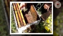 كيفية التعامل الأولي مع طرد النحل الجديد
