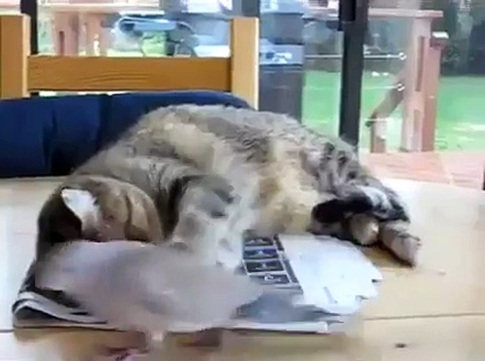 Кот и голубь. Любовь.