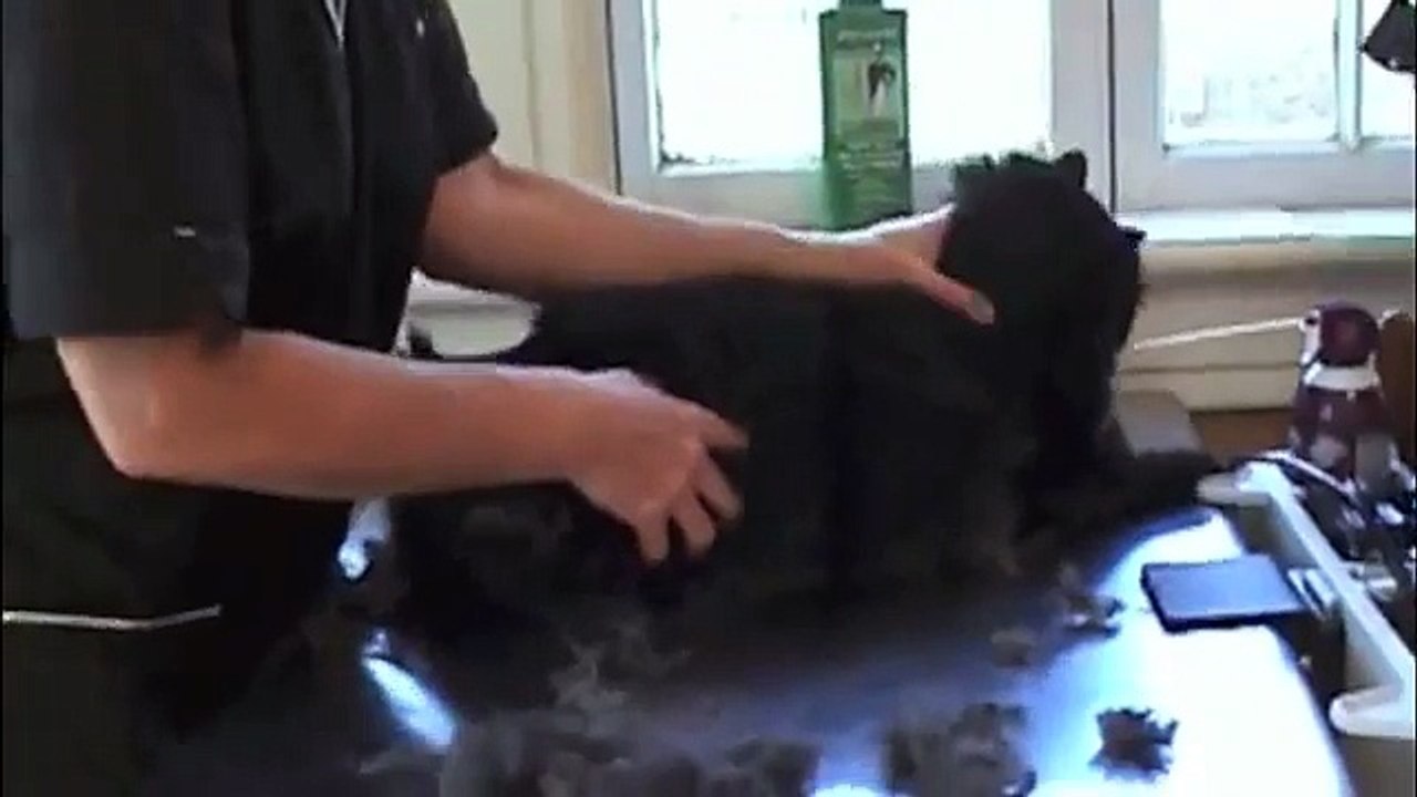 Become the Cat Grooming Expert.m4v