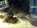 Balts gedrag van de Sierschildpad