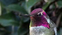 Hummingbird's mesmerizing color change illusion