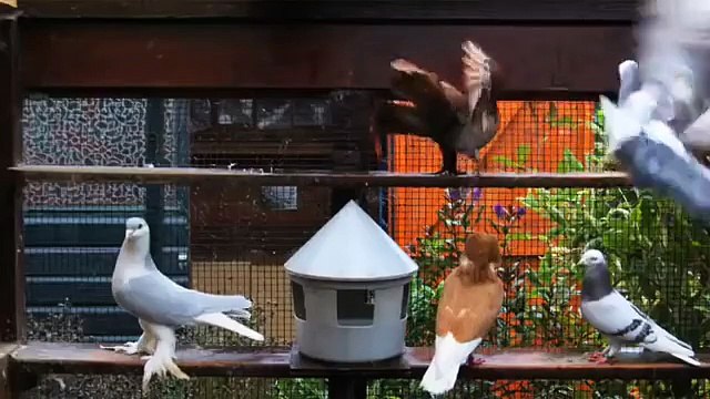 Belgesel Fantezi Güvercin üretimi / Documentary on Fancy Pigeon Breeding