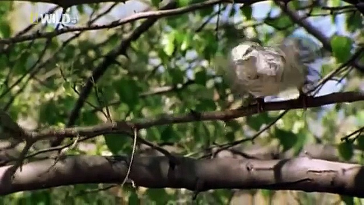 Ulusal.G - Güvercin Dahi / National.G - Pigeon Genius