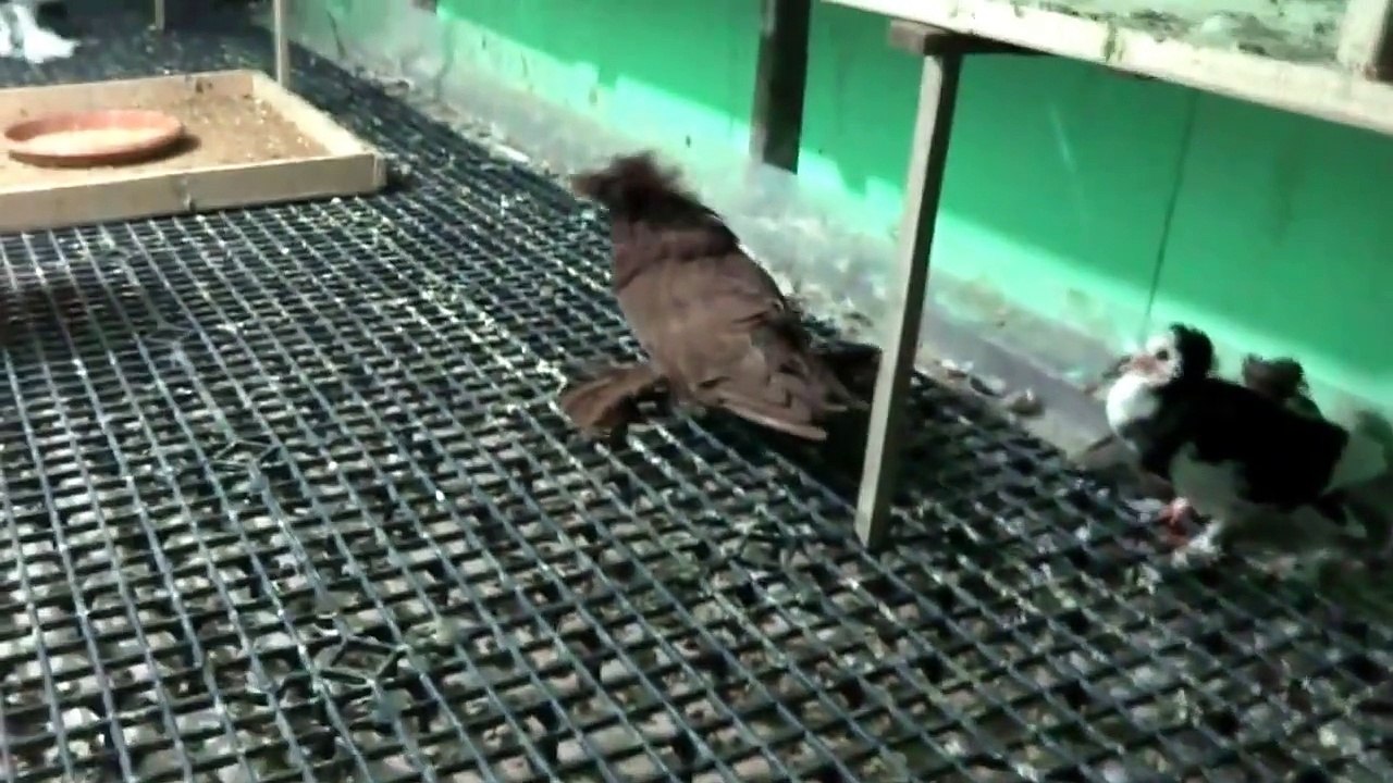 Balonlu Güvercinler Reverse Wing Pouter pigeons, Jacobin, Bokhara, Lahore Ankara/Turkey / Reverse Wing Pouter Pigeons bubble pigeons, Jacobin, Bokhara, Lahore, Ankara/Turkey