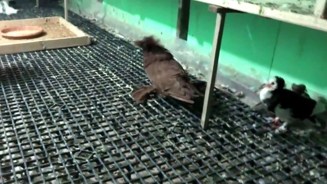 Balonlu Güvercinler Reverse Wing Pouter pigeons, Jacobin, Bokhara, Lahore Ankara/Turkey / Reverse Wing Pouter Pigeons bubble pigeons, Jacobin, Bokhara, Lahore, Ankara/Turkey