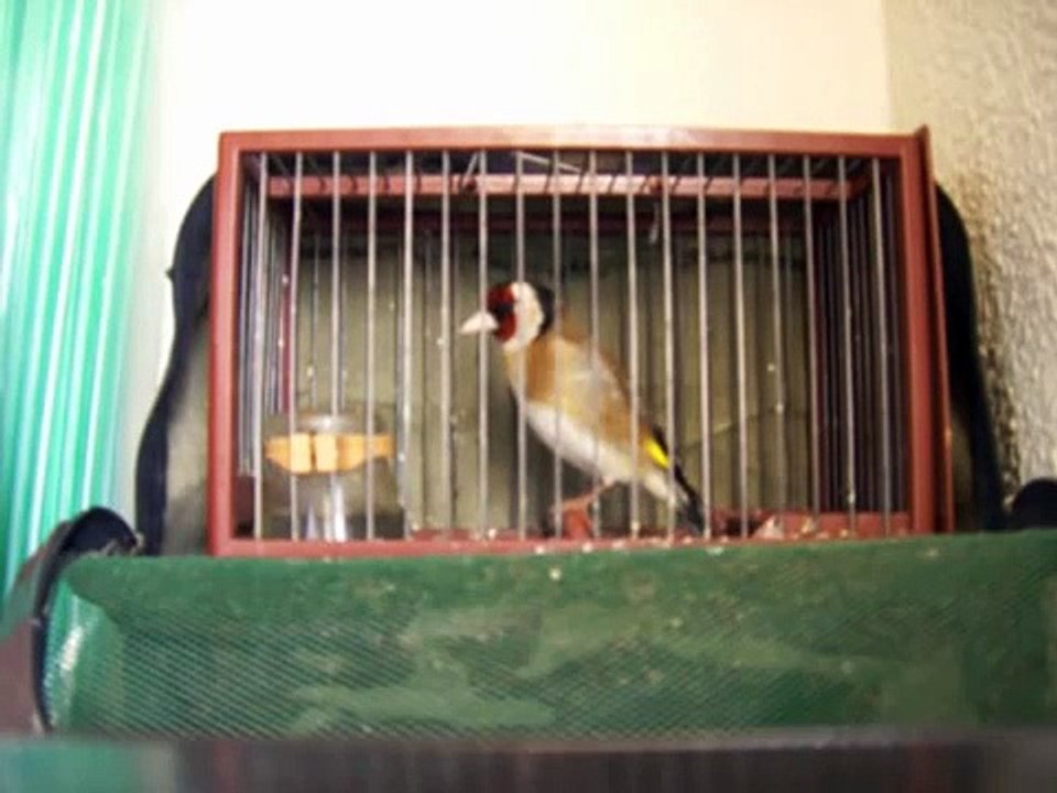 Jilguero Educado   Buen Aprendiz  . Jilguero Español ( Carduelis Carduelis Parva ) .