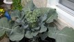 Growing broccoli in containers: harvesting the first broccoli head!