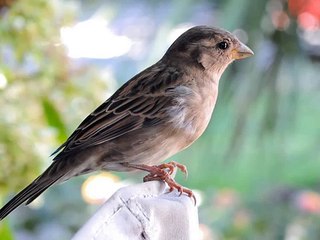 CD canto gorrion comun