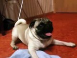 pug playing - funny! Mops
